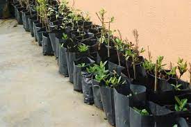 NURSERY/PLANTING BAG